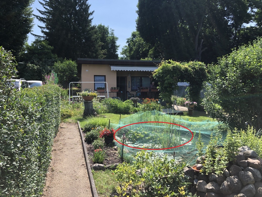 "Seerosenklumpen" im Gartenteich