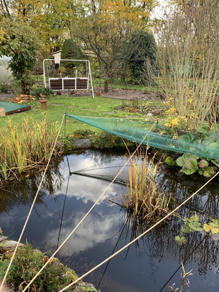 Der Gartenteich - fast randgefüllt