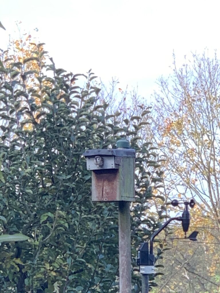 Vom Spatz besetzter Nistkasten